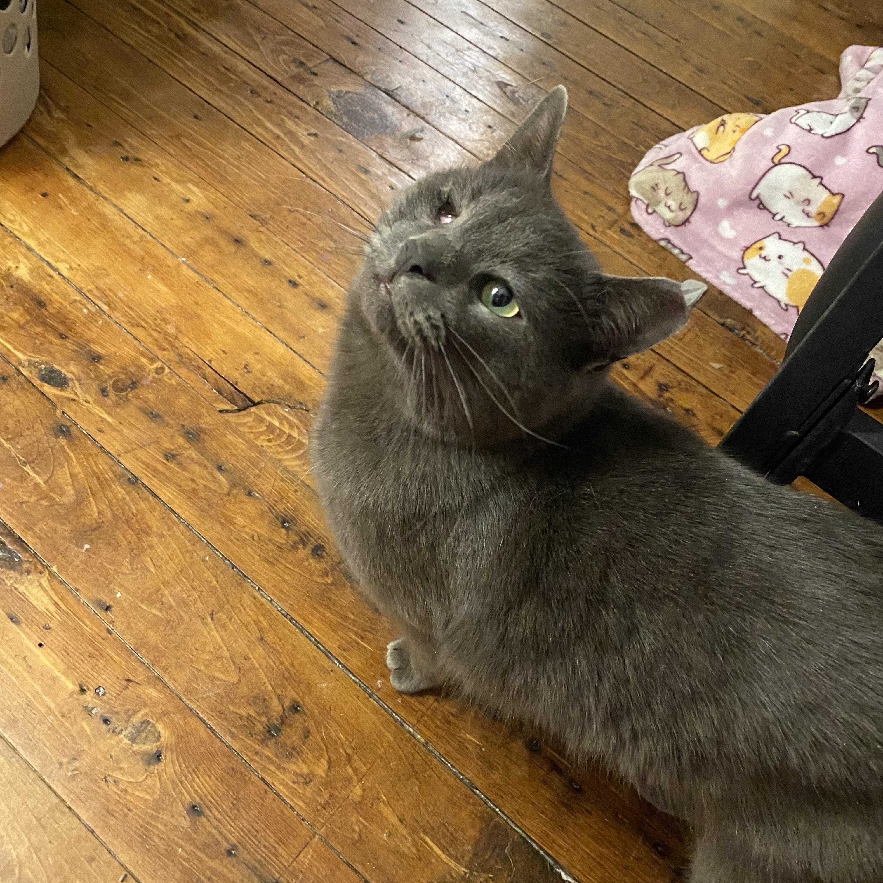 Enlarge Nelson, a ADOPTABLE Domestic Short Hair in Rochester, NY image 2/4