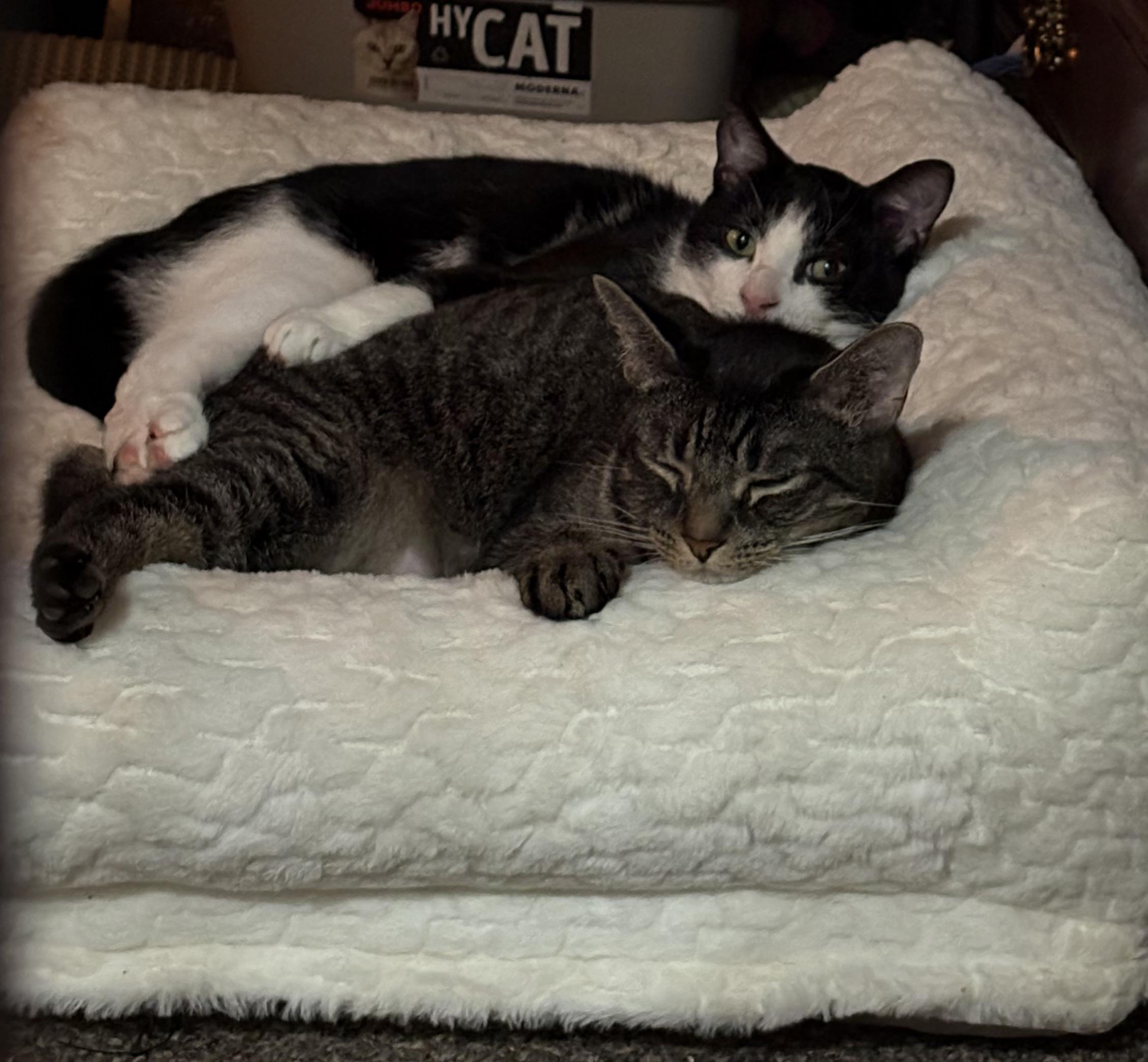 CASHEW, a Adoptable Domestic Short Hair in Tillsonburg, ON image 4/6