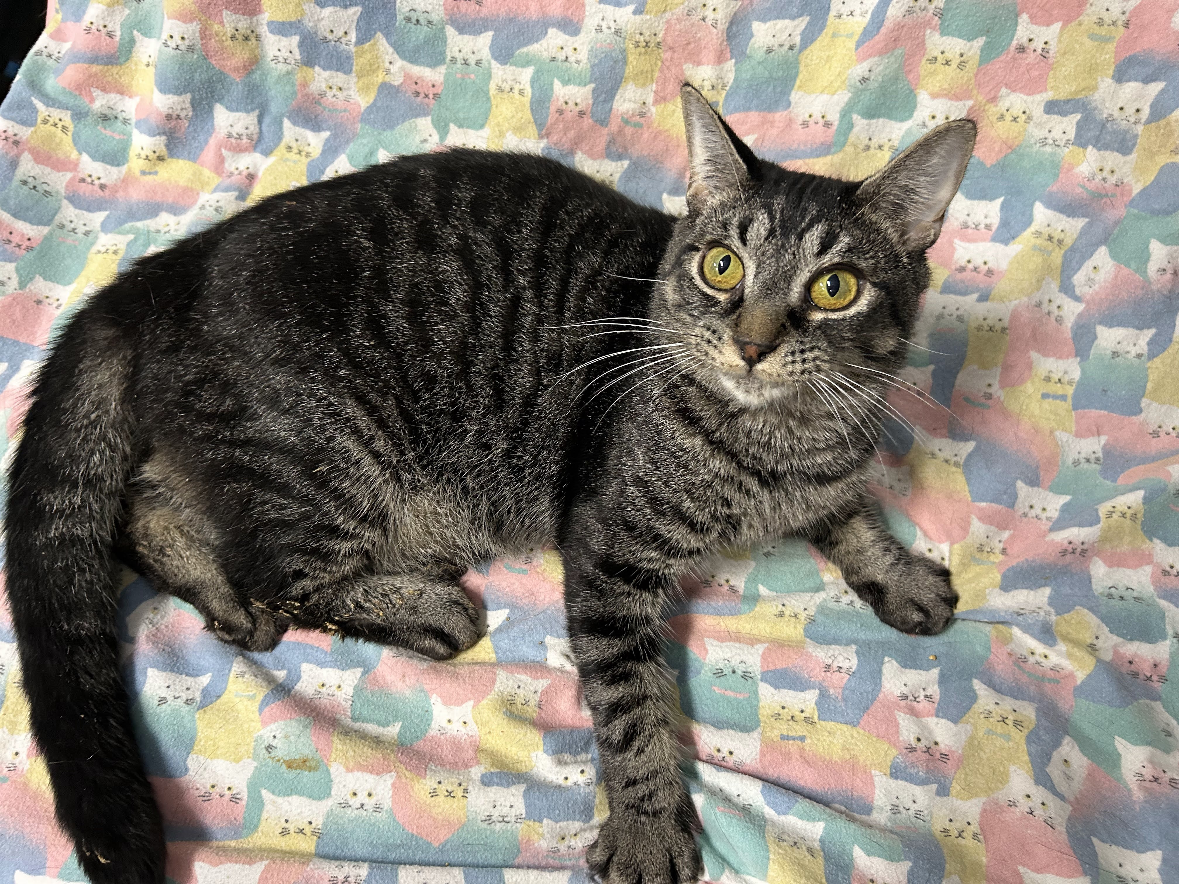 CASHEW, a Adoptable Domestic Short Hair in Tillsonburg, ON image 5/6