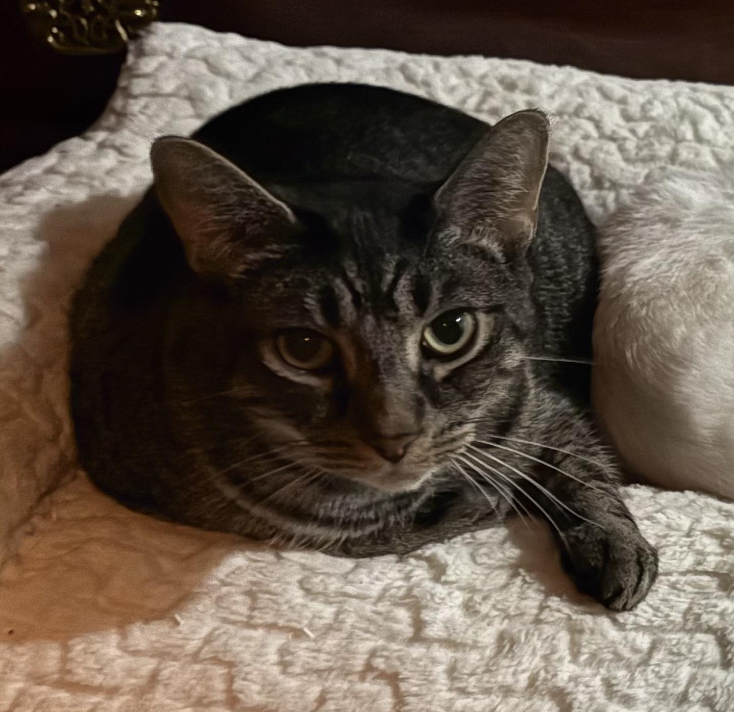 CASHEW, Adoptable, Adult Male Domestic Short Hair.