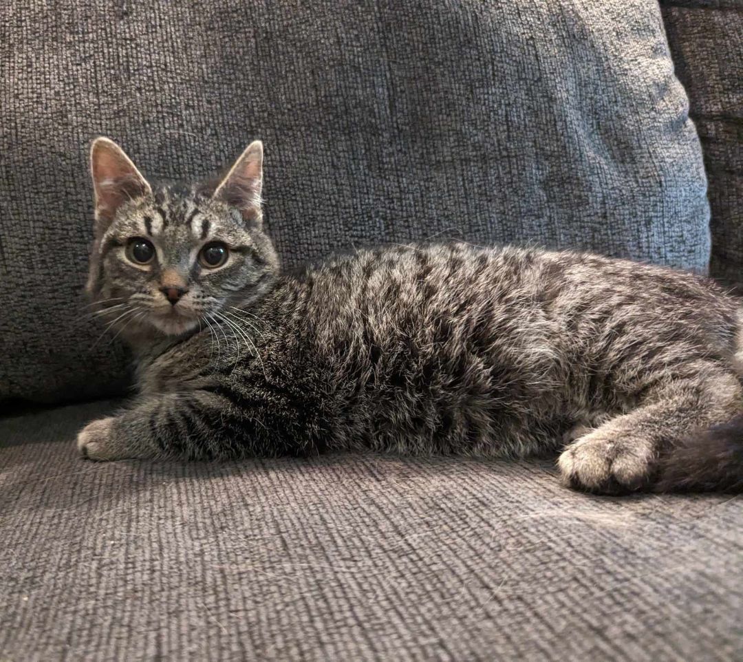 CASHEW, a Adoptable Domestic Short Hair in Tillsonburg, ON image 3/6