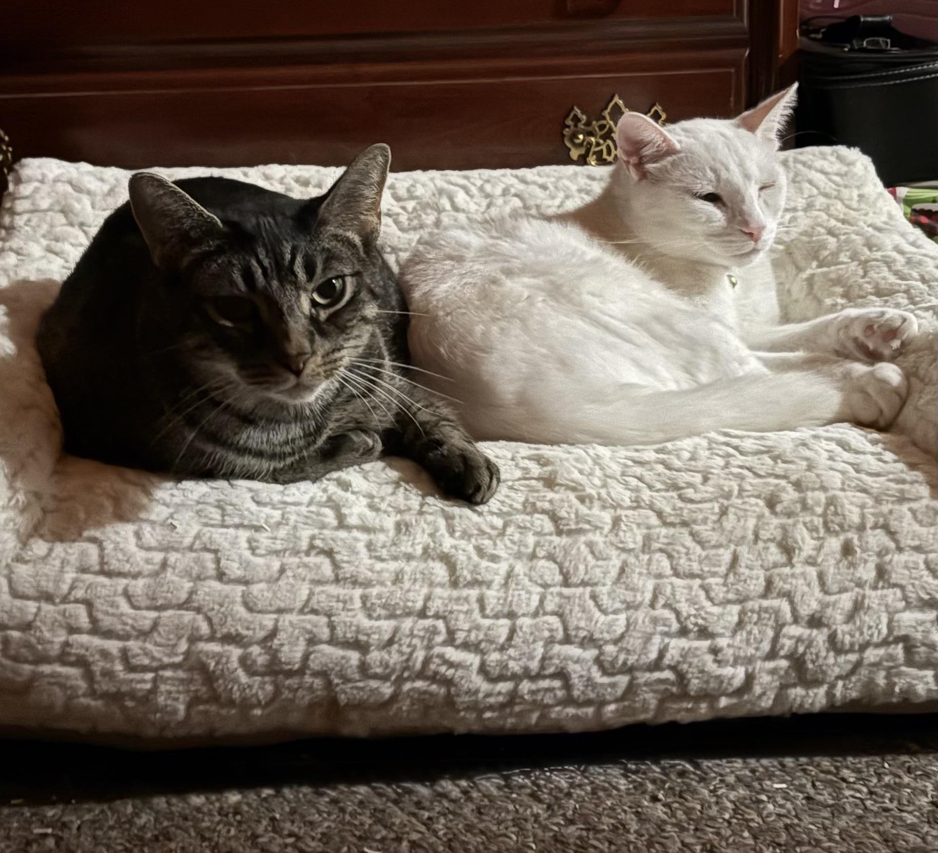 CASHEW, a Adoptable Domestic Short Hair in Tillsonburg, ON image 2/6