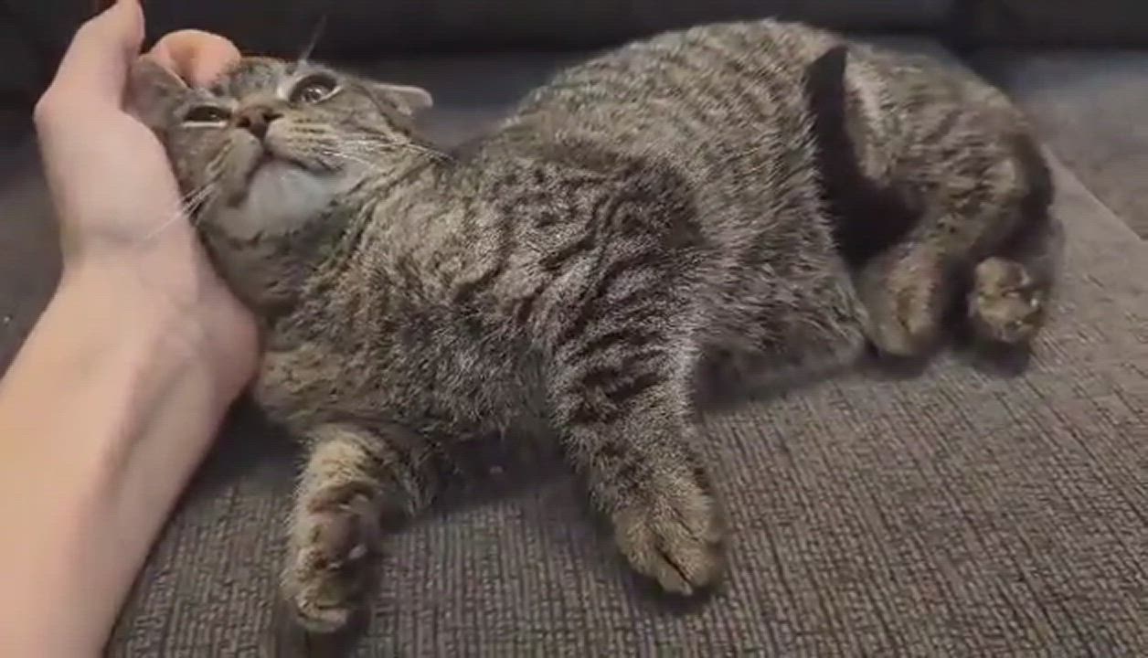 Enlarge CASHEW, a Adoptable Domestic Short Hair in Tillsonburg, ON video 6/6