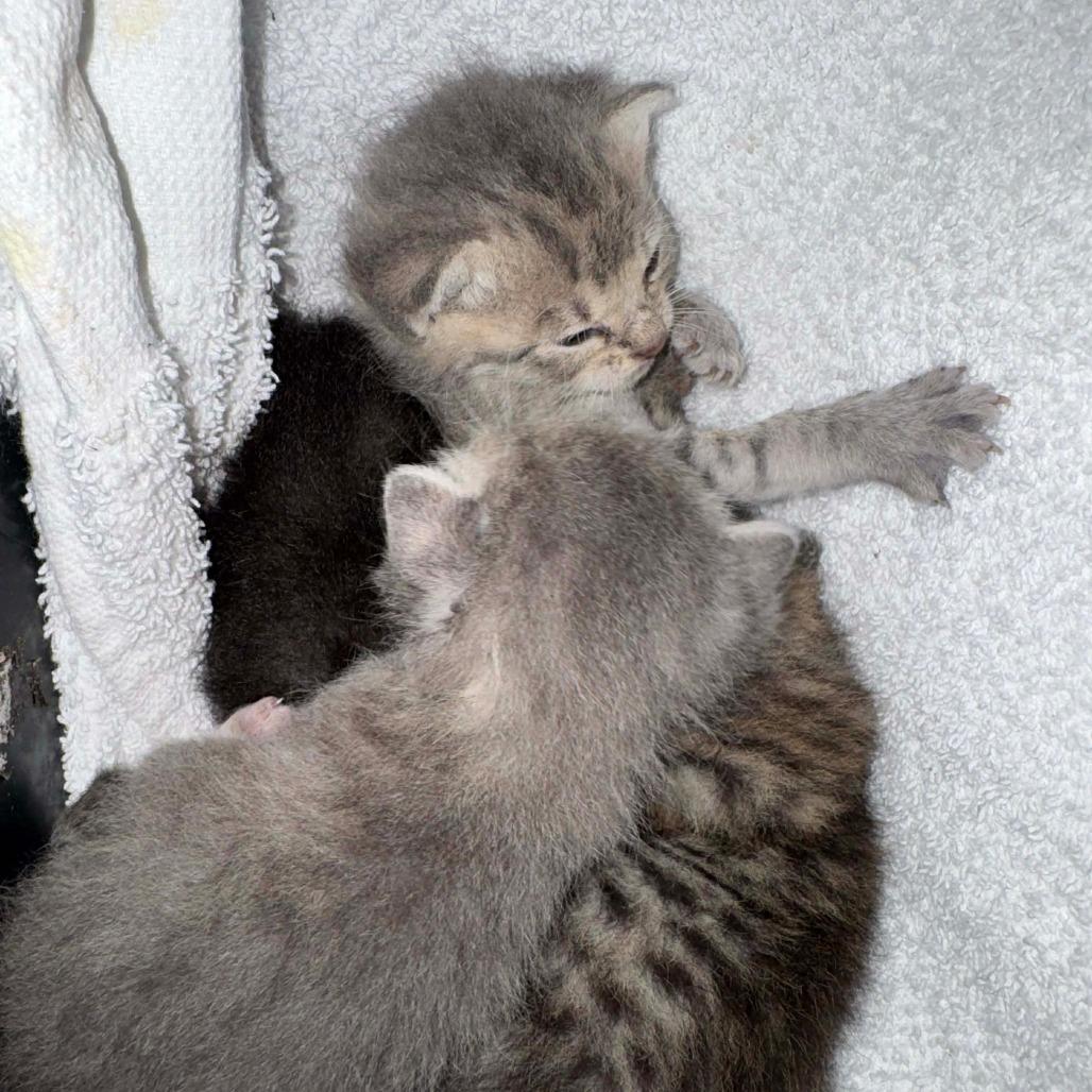 Tarot, Adoptable, Kitten Male Domestic Short Hair.