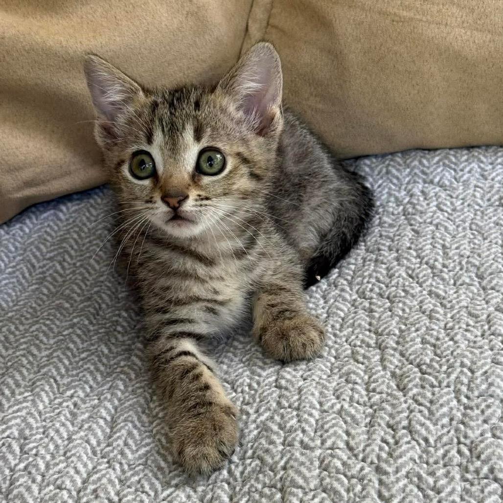 Enlarge Tarot, a Adoptable Domestic Short Hair in Williston, FL image 2/4