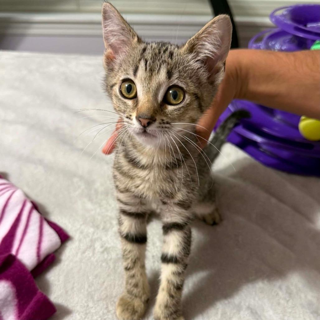 Enlarge Tarot, a Adoptable Domestic Short Hair in Williston, FL image 3/4