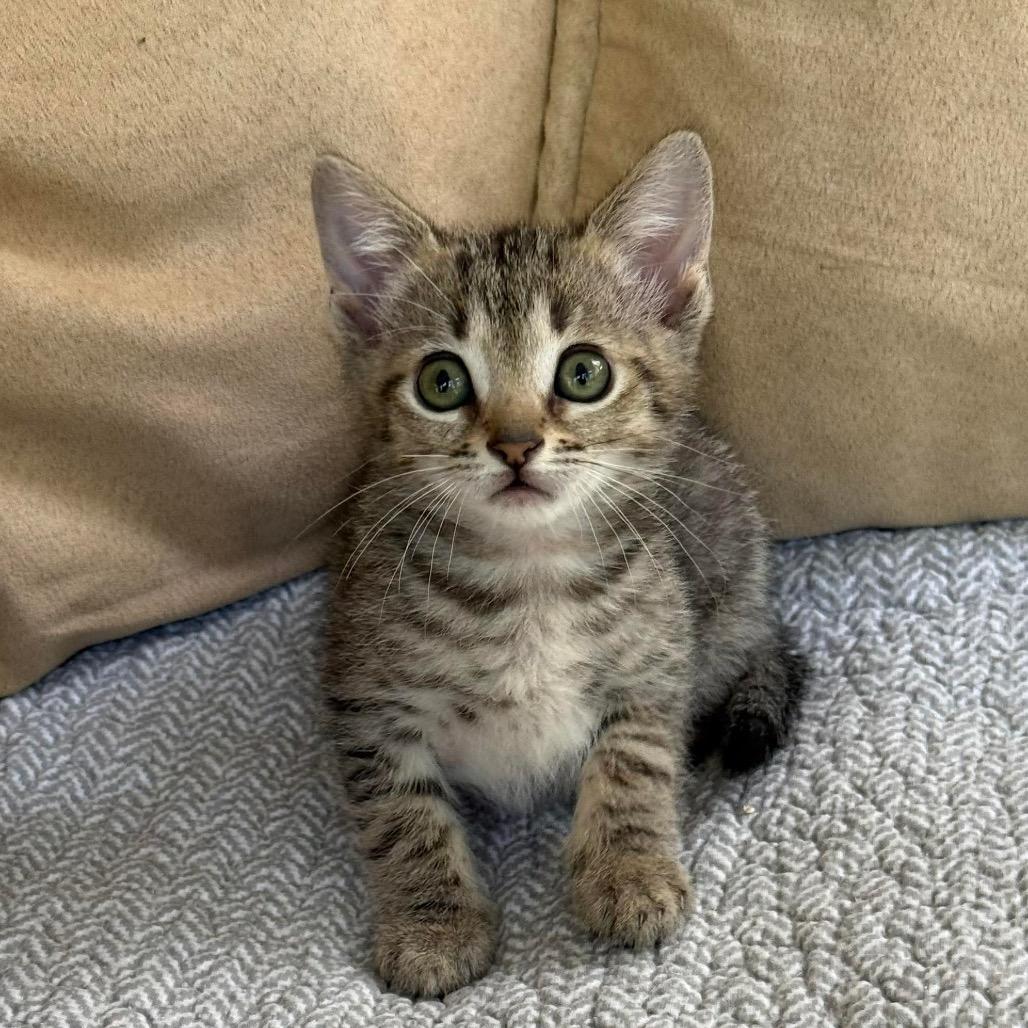 Enlarge Tarot, a Adoptable Domestic Short Hair in Williston, FL image 4/4