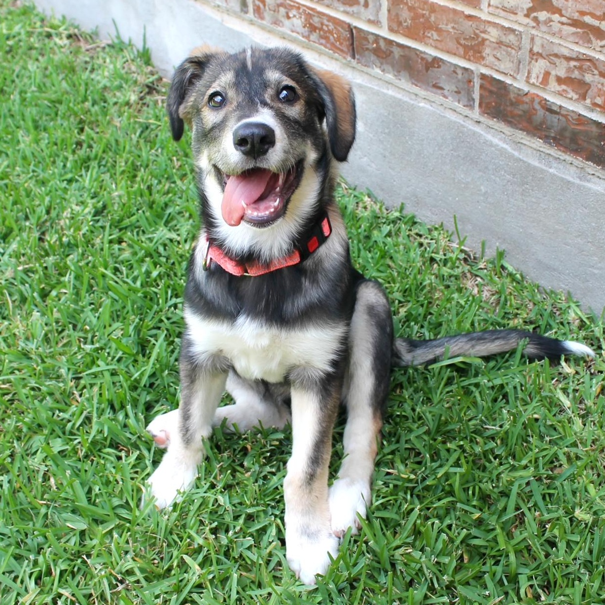 Enlarge Roxy, a Adoptable mixed breed in Fairfield, CT image 3/6