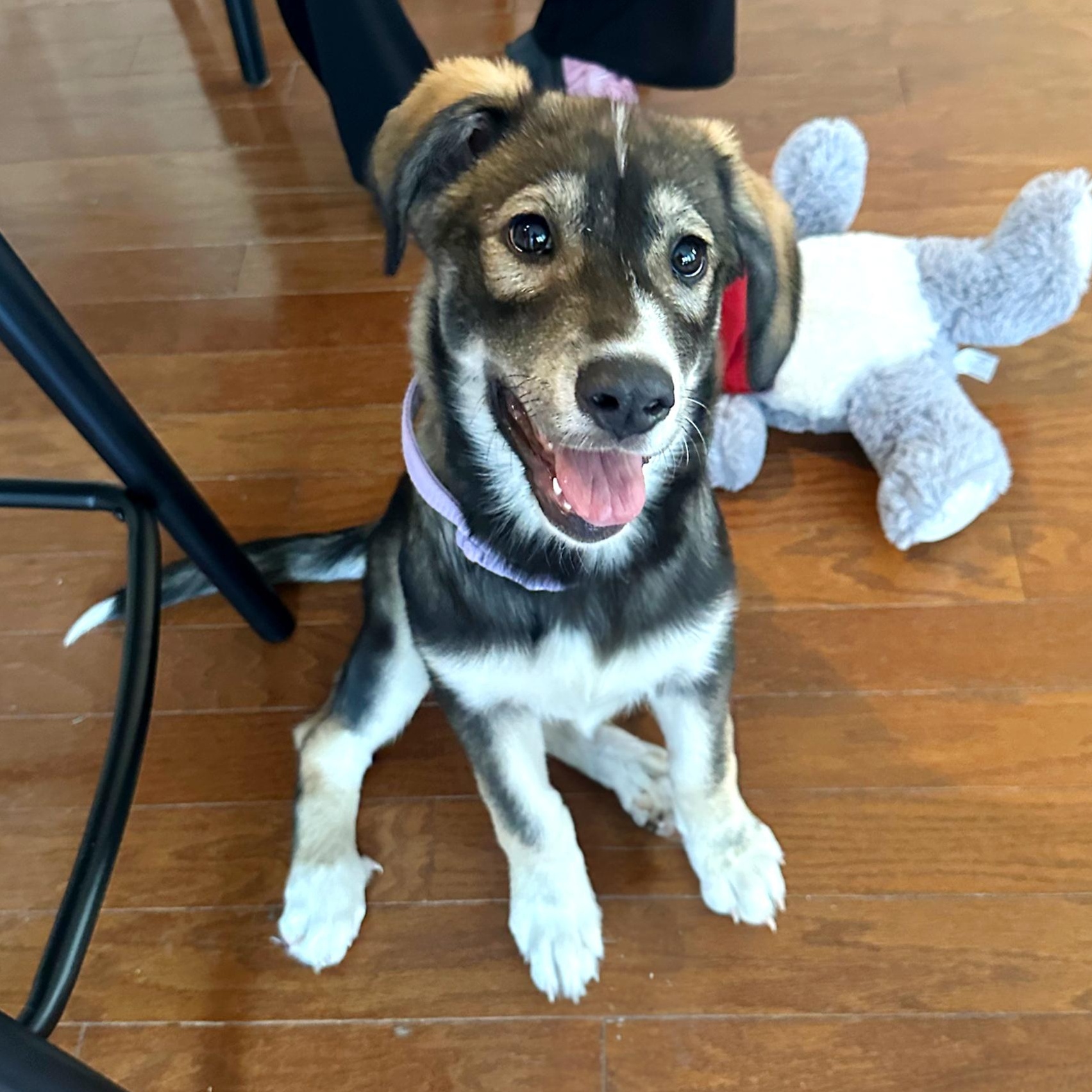 Enlarge Roxy, a Adoptable mixed breed in Fairfield, CT image 2/6