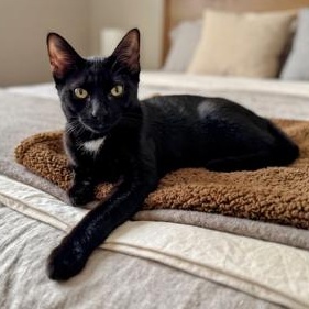 Edith Samy, Adoptable, Kitten Female Domestic Short Hair.