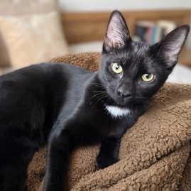 Enlarge Edith Samy, a Adoptable Domestic Short Hair in Denver, CO image 2/4
