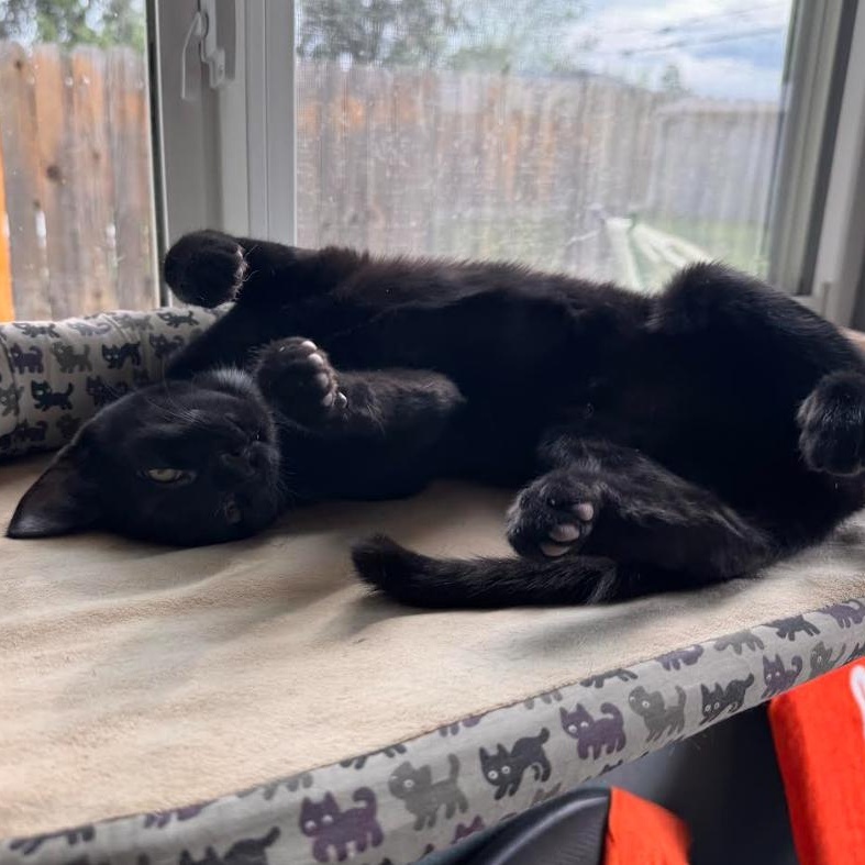 Enlarge Edith Samy, a Adoptable Domestic Short Hair in Denver, CO image 3/4