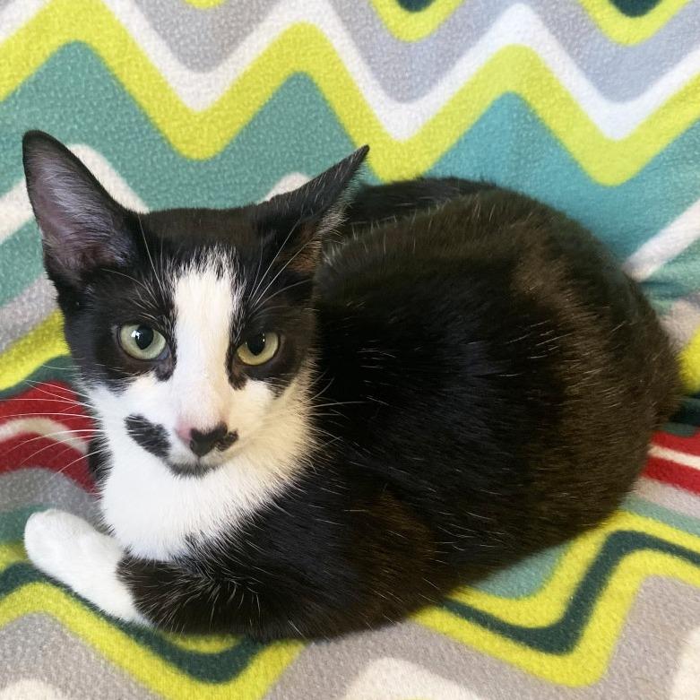 Mama Mustache, Adoptable, Adult Female Domestic Short Hair.
