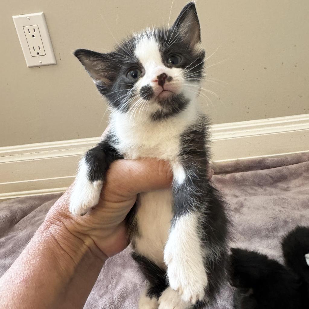 Enlarge Mama Mustache, a Adoptable Domestic Short Hair in Mount Juliet, TN image 2/3