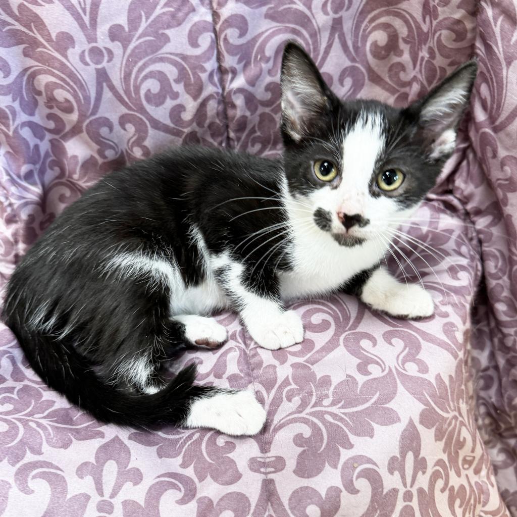Enlarge Mama Mustache, a Adoptable Domestic Short Hair in Mount Juliet, TN image 3/3