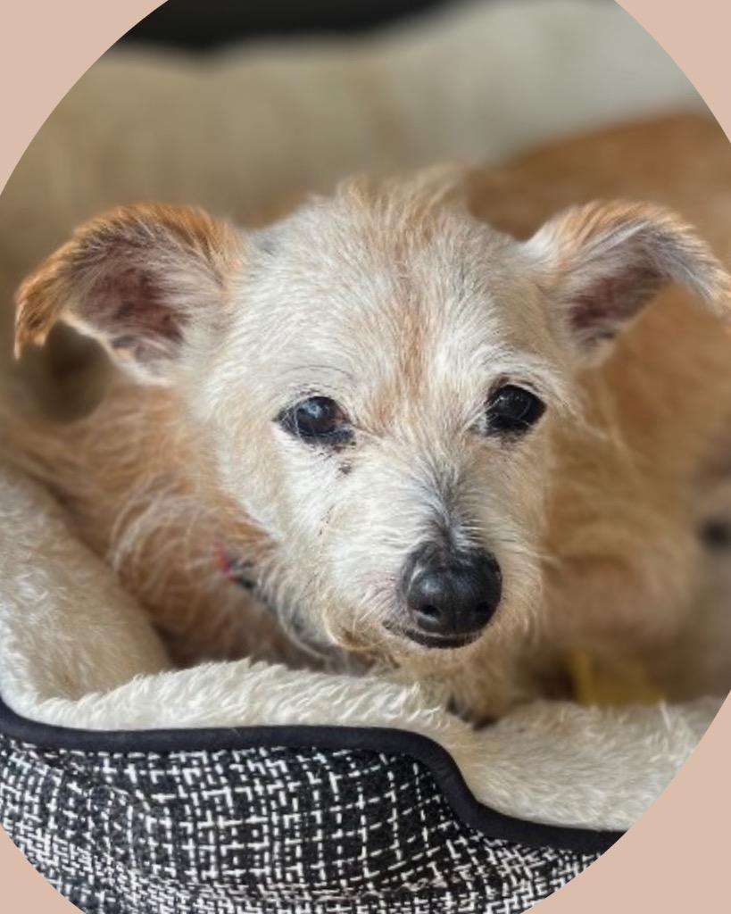 Enlarge Gary, a Adoptable mixed breed in Bryan, TX image 1/6