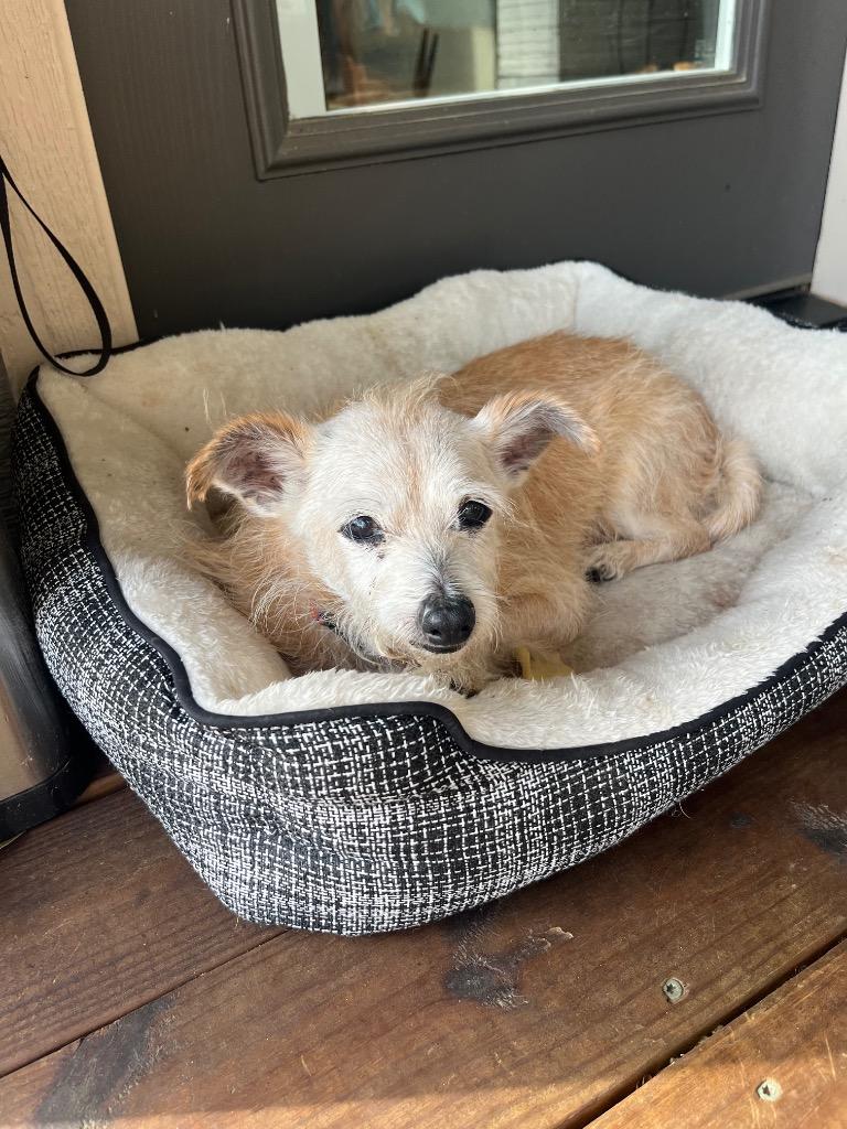 Gary, Adoptable, Senior Male Norwich Terrier & Chihuahua.