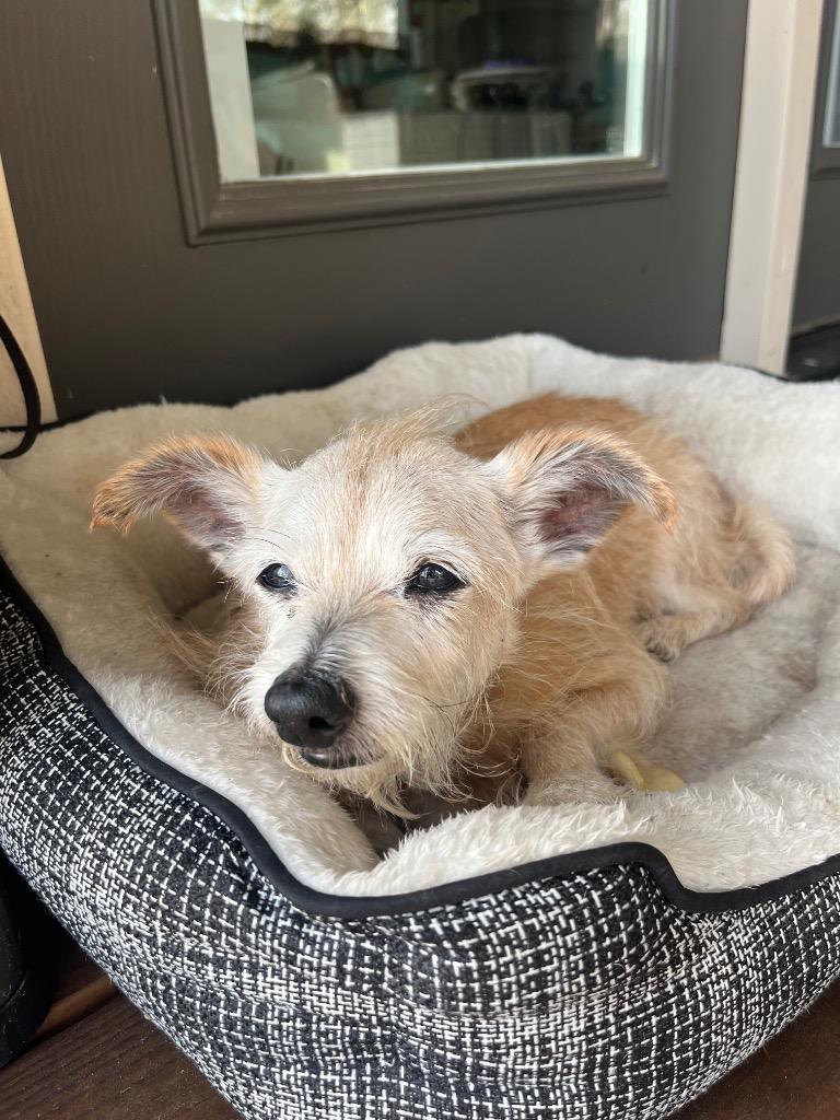 Enlarge Gary, a Adoptable mixed breed in Bryan, TX image 3/6