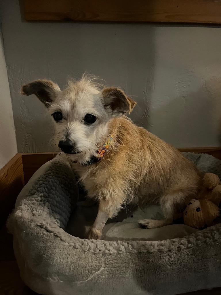 Enlarge Gary, a Adoptable mixed breed in Bryan, TX image 4/6