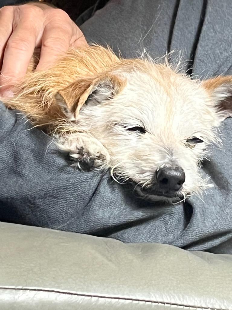 Enlarge Gary, a Adoptable mixed breed in Bryan, TX image 5/6