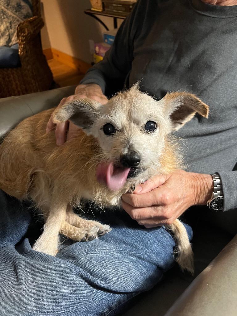 Enlarge Gary, a Adoptable mixed breed in Bryan, TX image 6/6