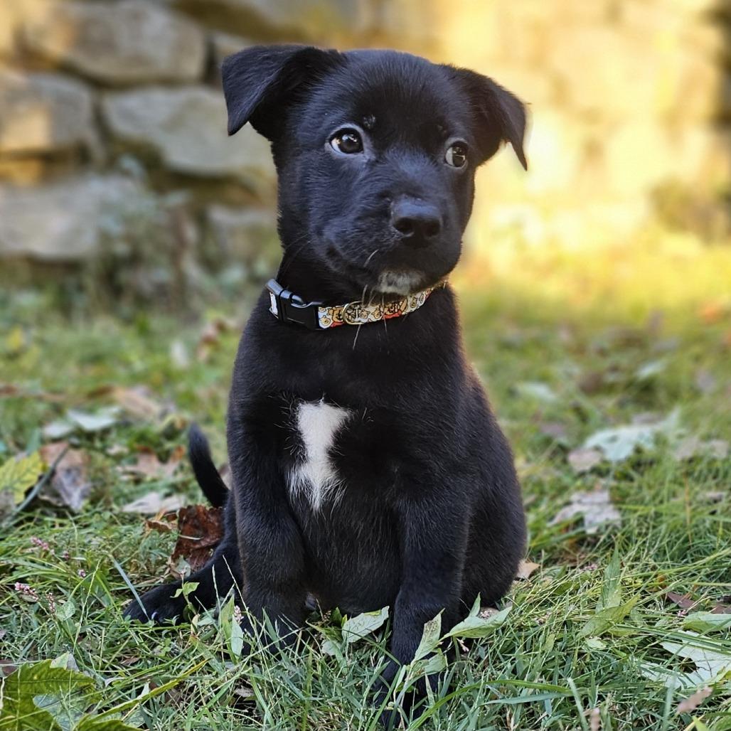 Enlarge Pooh Bear, a Adoptable Mixed Breed in Festus, MO image 1/4