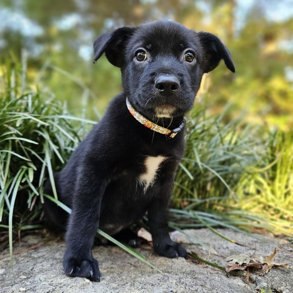 Enlarge Pooh Bear, a Adoptable Mixed Breed in Festus, MO image 2/4