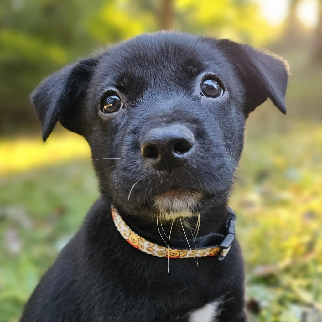 Enlarge Pooh Bear, a Adoptable Mixed Breed in Festus, MO image 3/4