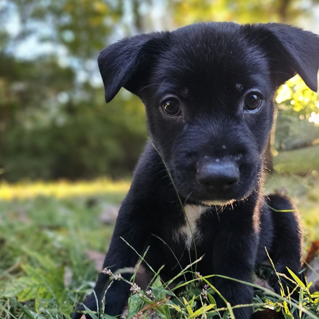 Enlarge Pooh Bear, a Adoptable Mixed Breed in Festus, MO image 4/4