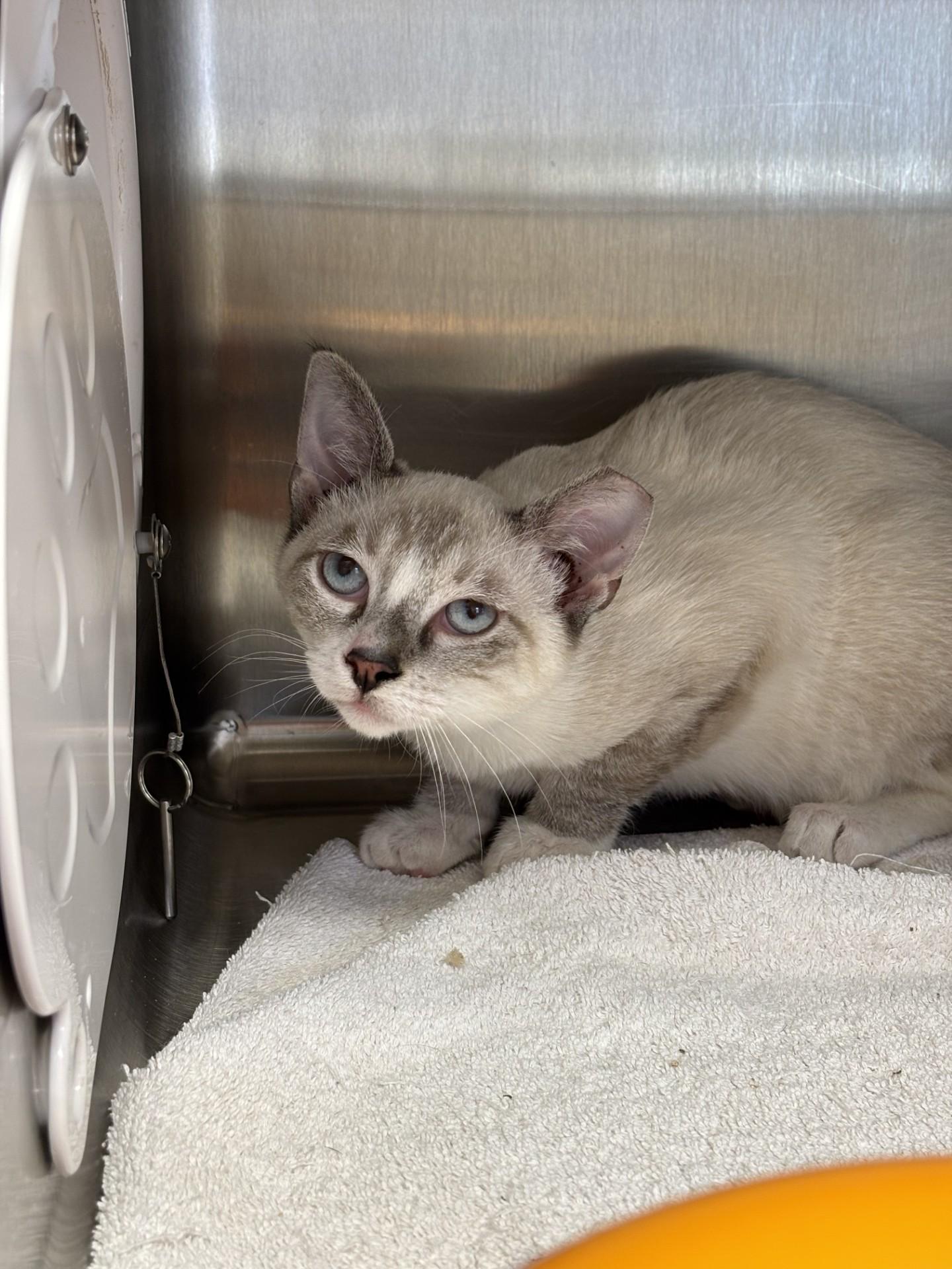 Ping and Pong (Barn Buddies), an adopted Domestic Short Hair in Grants Pass, OR image 3/4