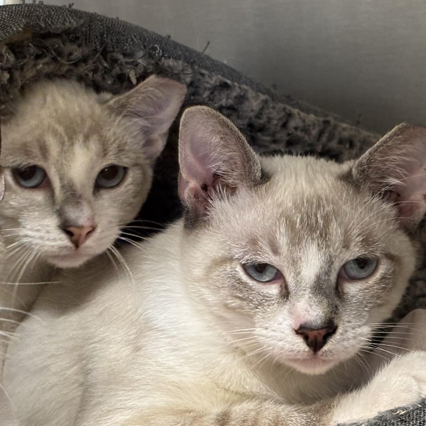 Ping and Pong (Barn Buddies), an adopted Domestic Short Hair in Grants Pass, OR image 1/4