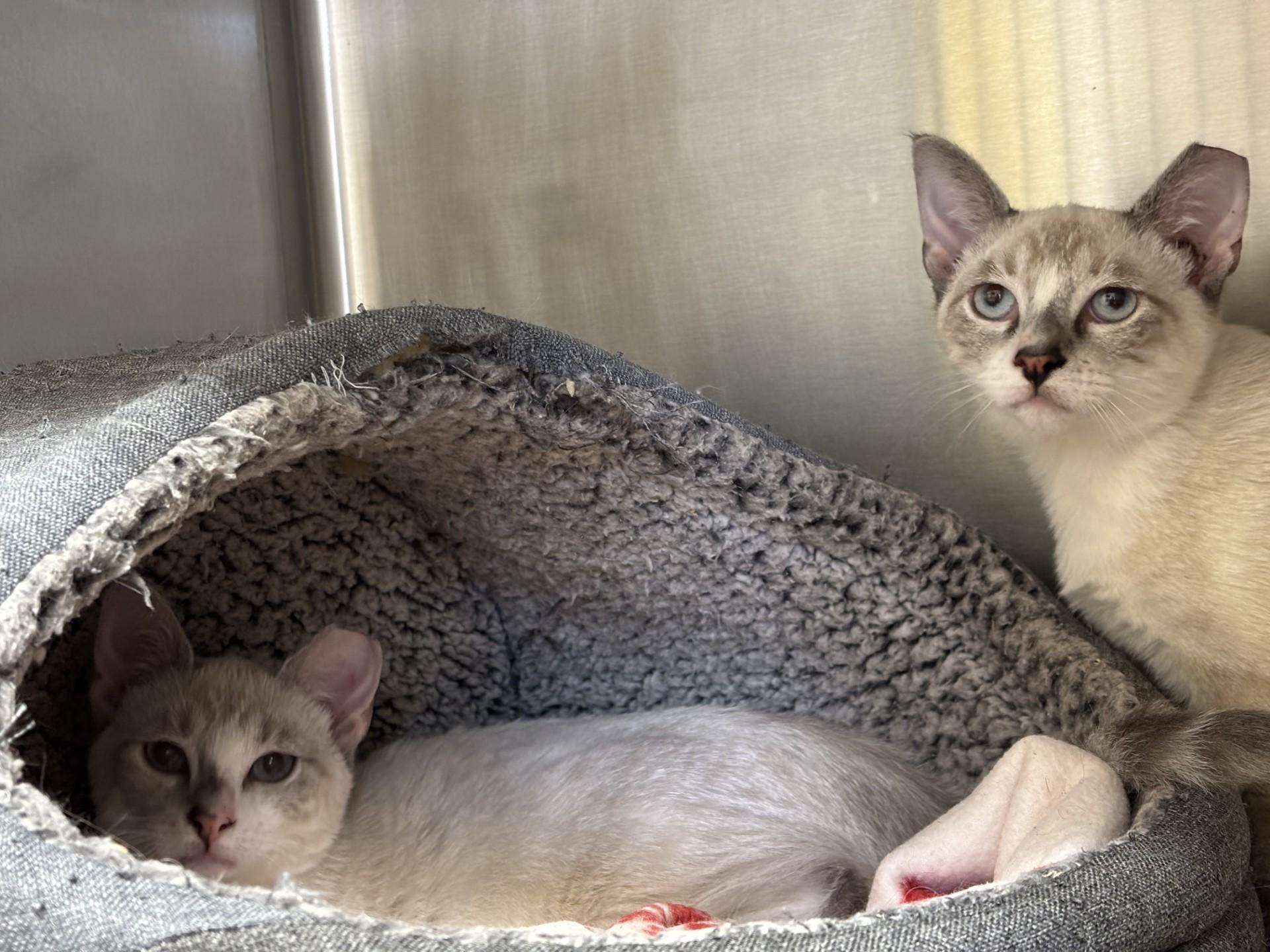 Ping and Pong (Barn Buddies), an adopted Domestic Short Hair in Grants Pass, OR image 4/4