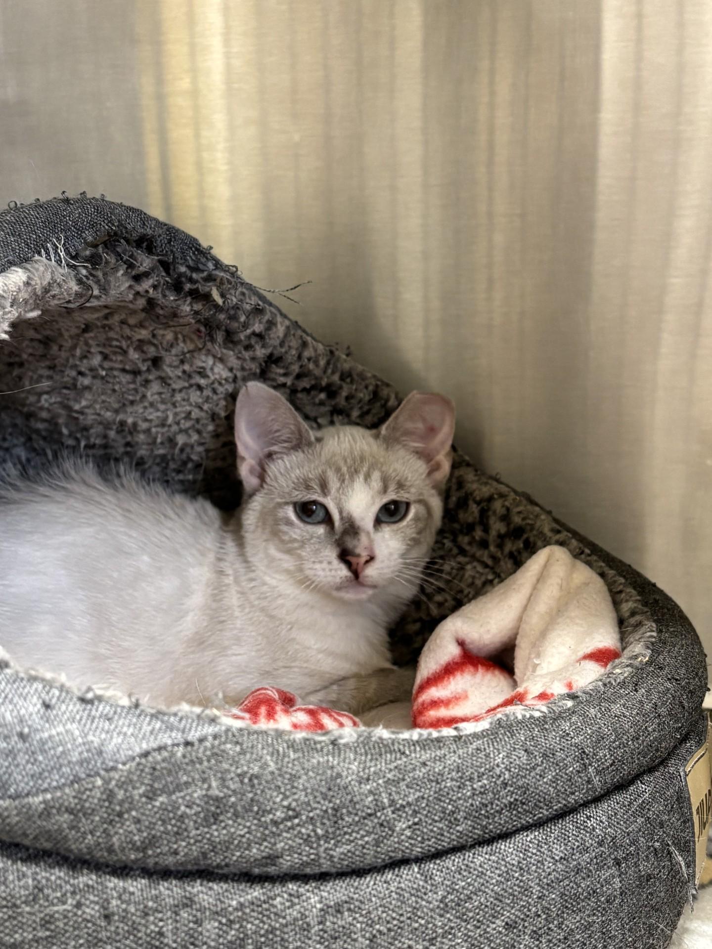 Ping and Pong (Barn Buddies), an adopted Domestic Short Hair in Grants Pass, OR image 2/4