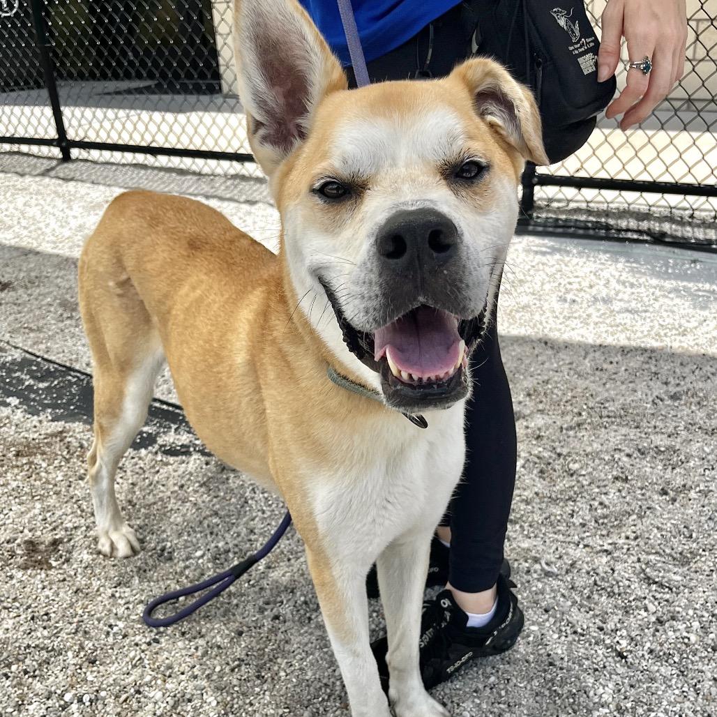 Reese, Adoptable, Adult Male Canaan Dog & Mixed Breed.
