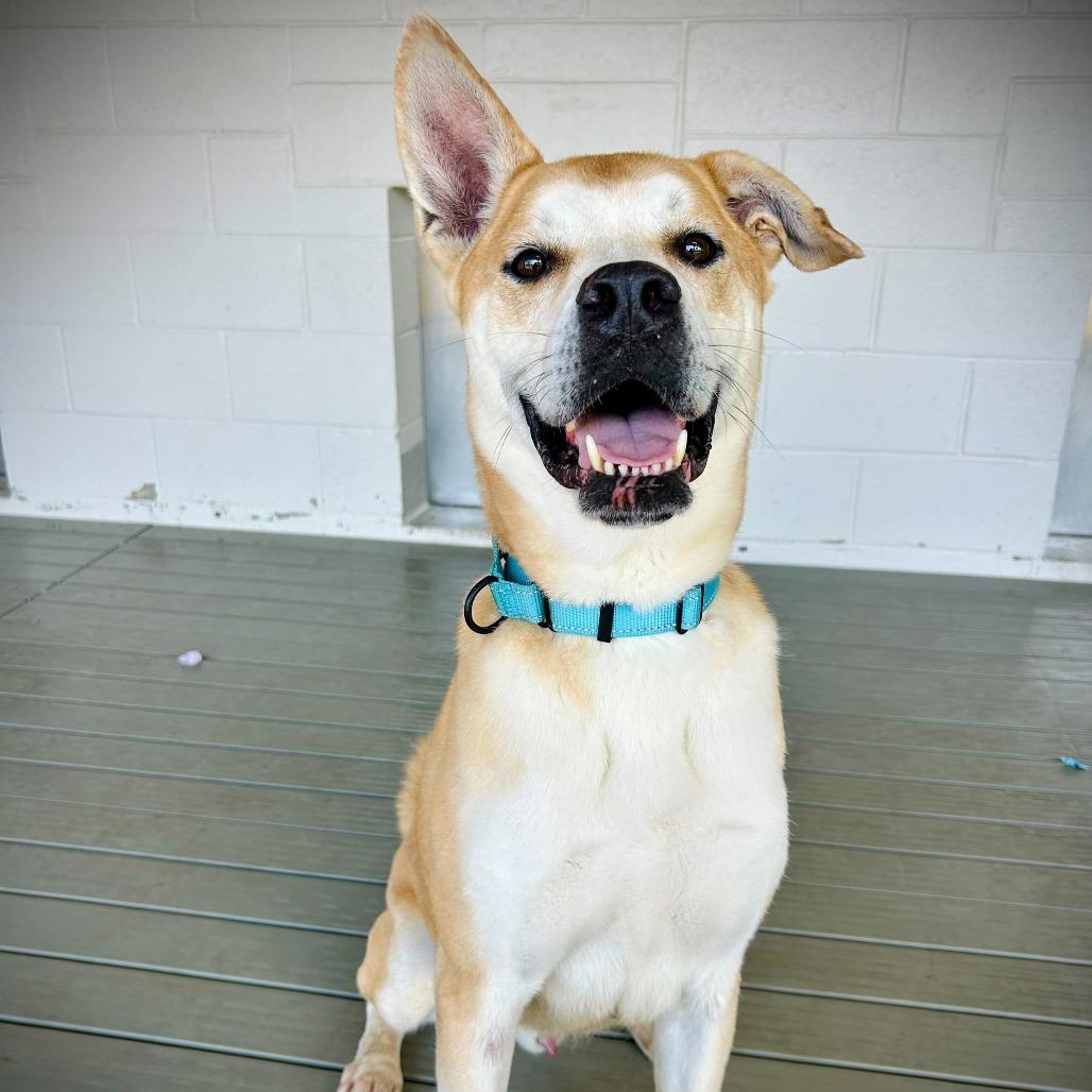 Enlarge Reese, a Adoptable mixed breed in Englewood, FL image 2/6
