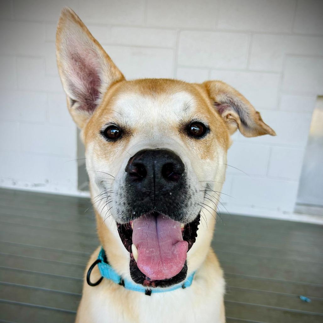 Enlarge Reese, a Adoptable mixed breed in Englewood, FL image 3/6