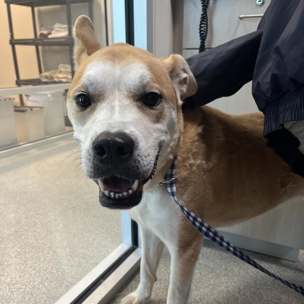 Enlarge Reese, a Adoptable mixed breed in Englewood, FL image 5/6