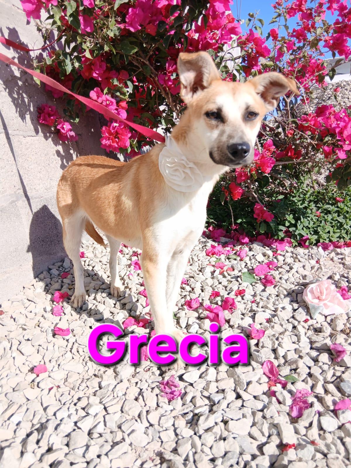 Grecia, a ADOPTABLE Hound in Los Angeles, CA image 5/5