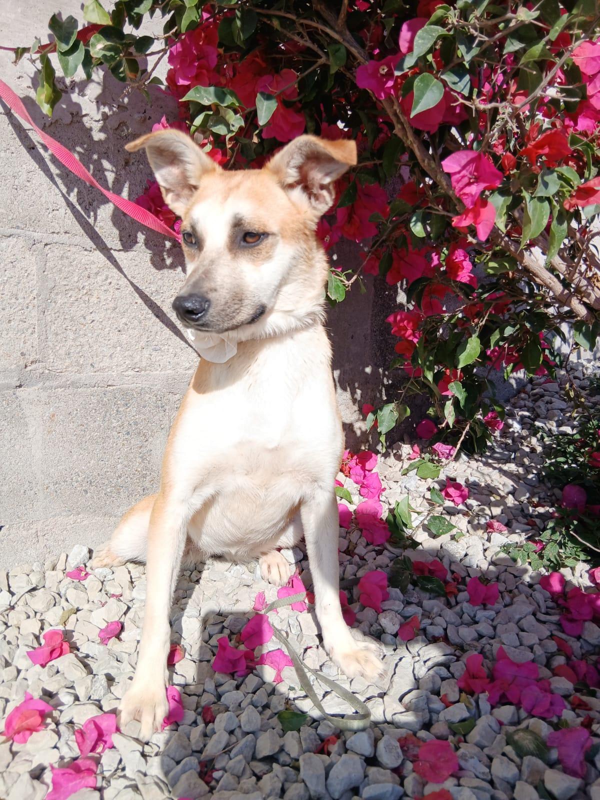 Grecia, a ADOPTABLE Hound in Los Angeles, CA image 4/5