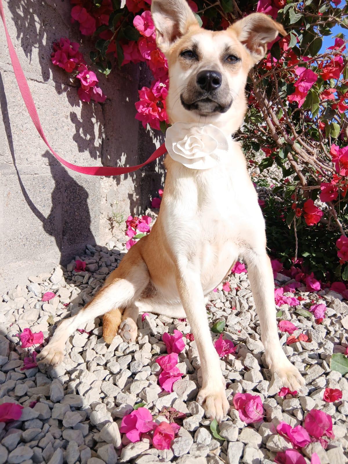 Grecia, a ADOPTABLE Hound in Los Angeles, CA image 2/5