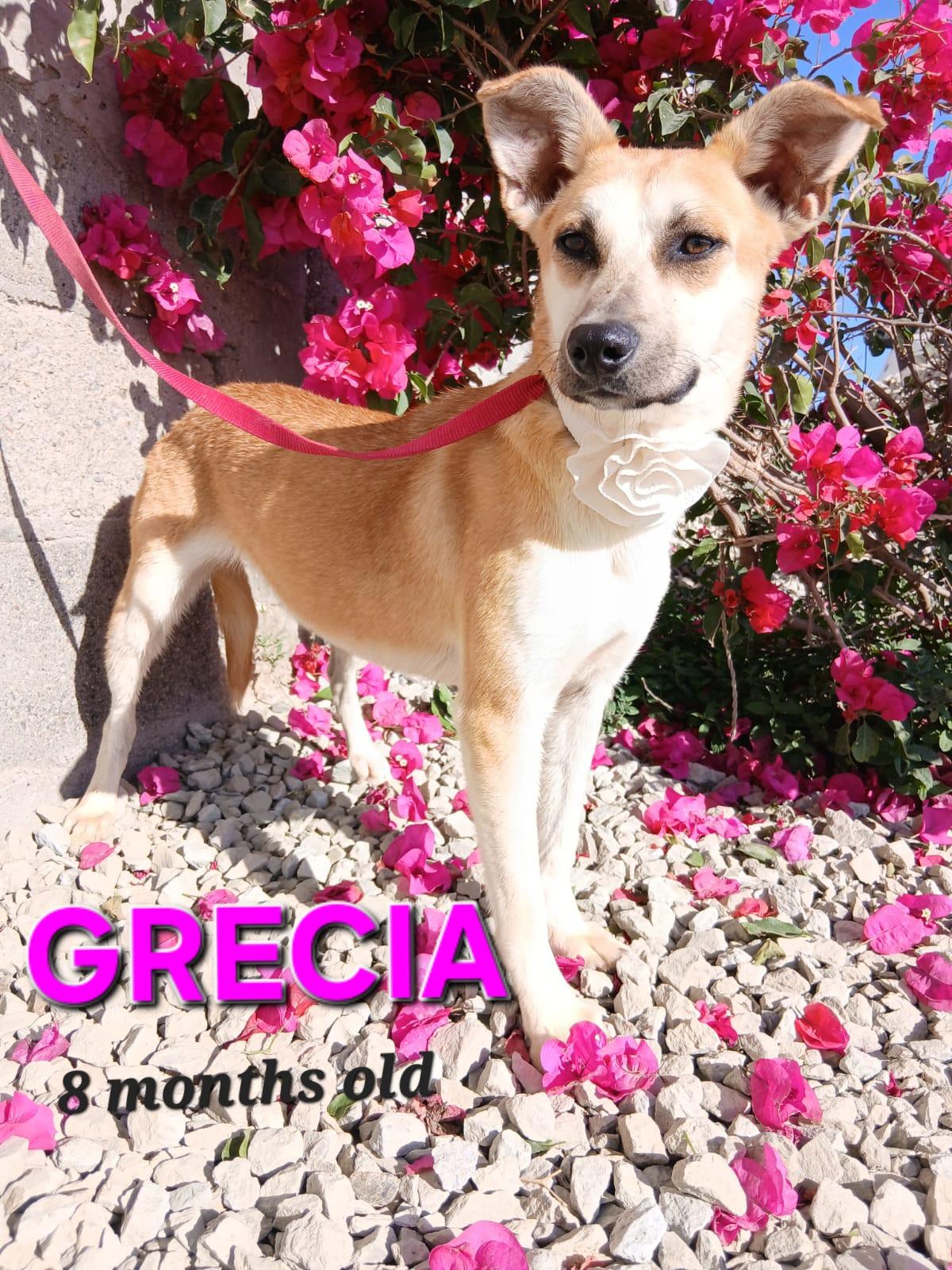 Grecia, a ADOPTABLE Hound in Los Angeles, CA image 1/5