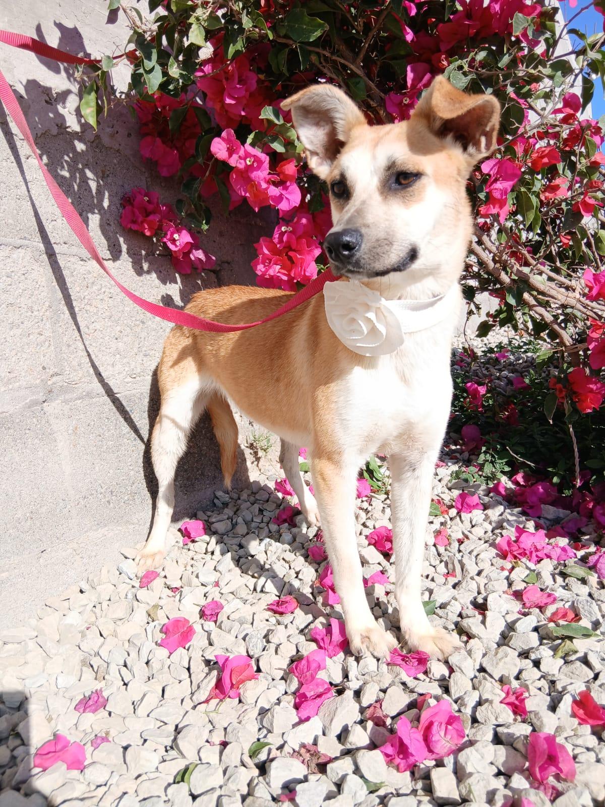 Grecia, a ADOPTABLE Hound in Los Angeles, CA image 3/5