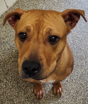 Enlarge Pumpkin, a Adopted Mixed Breed in Belvidere, IL image 1/1