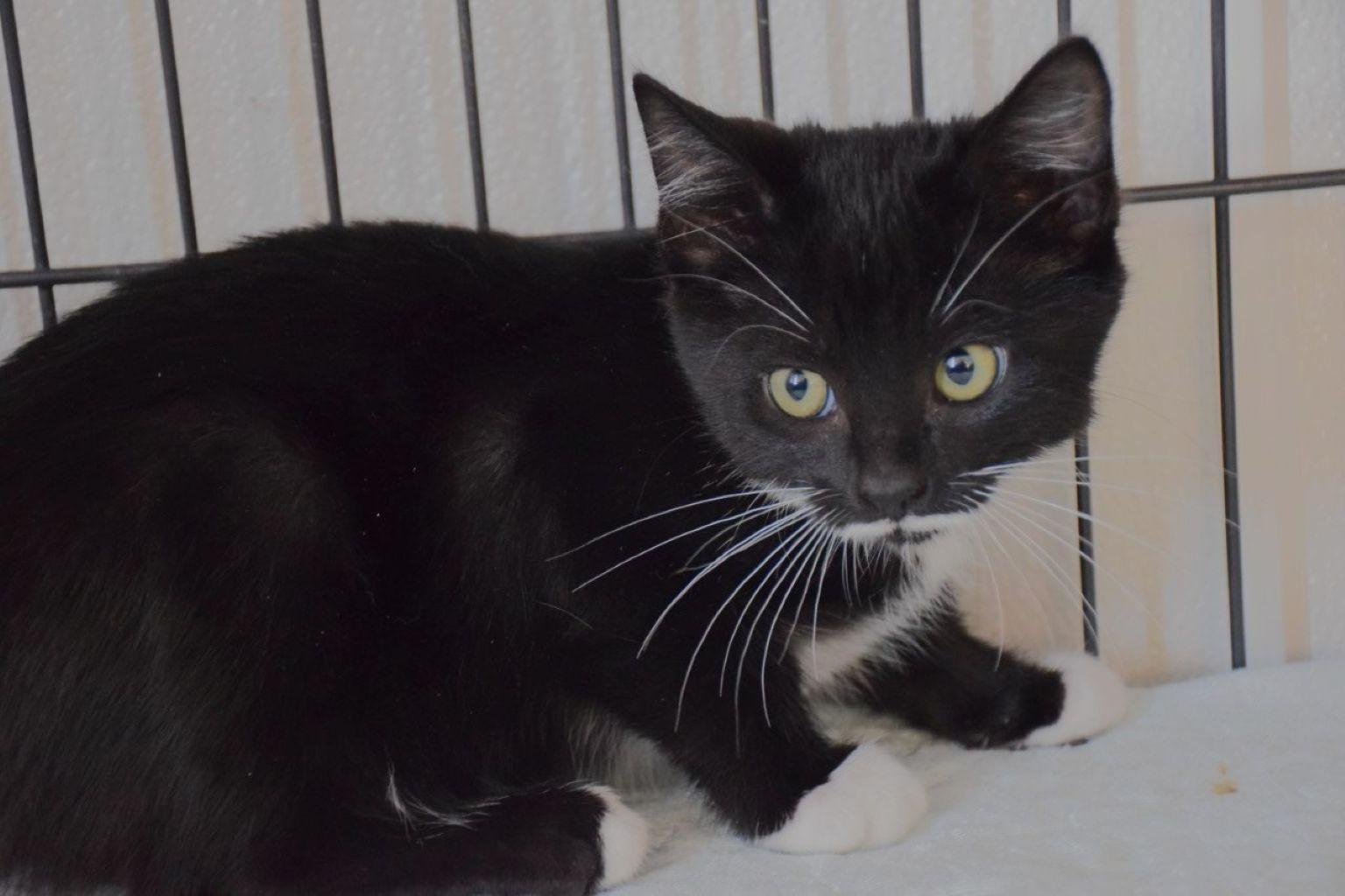 Lolly, Adoptable, Young Female Domestic Short Hair.