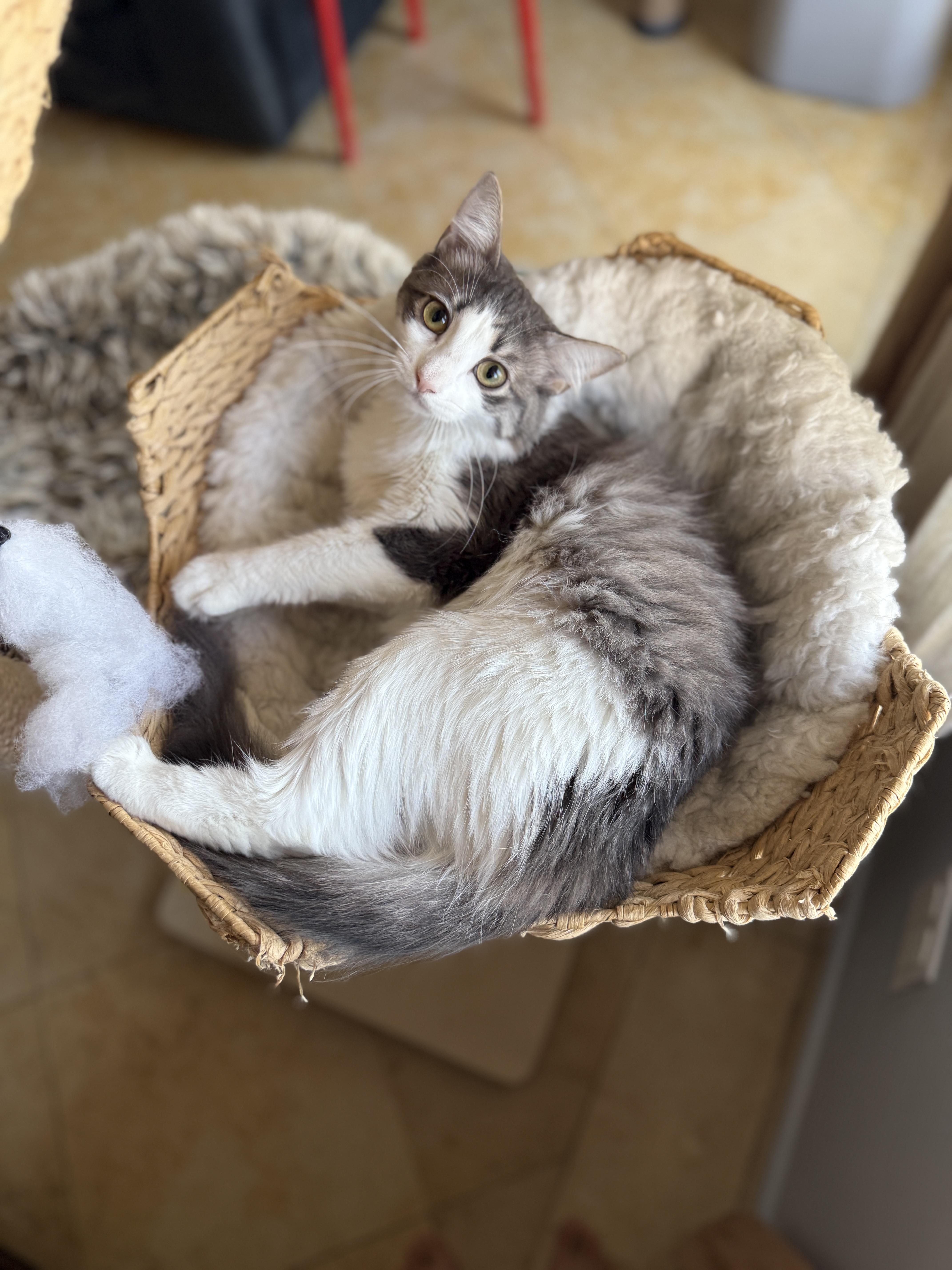 Enlarge Chiffon, a Adoptable Domestic Long Hair in Brooklyn, NY image 6/6
