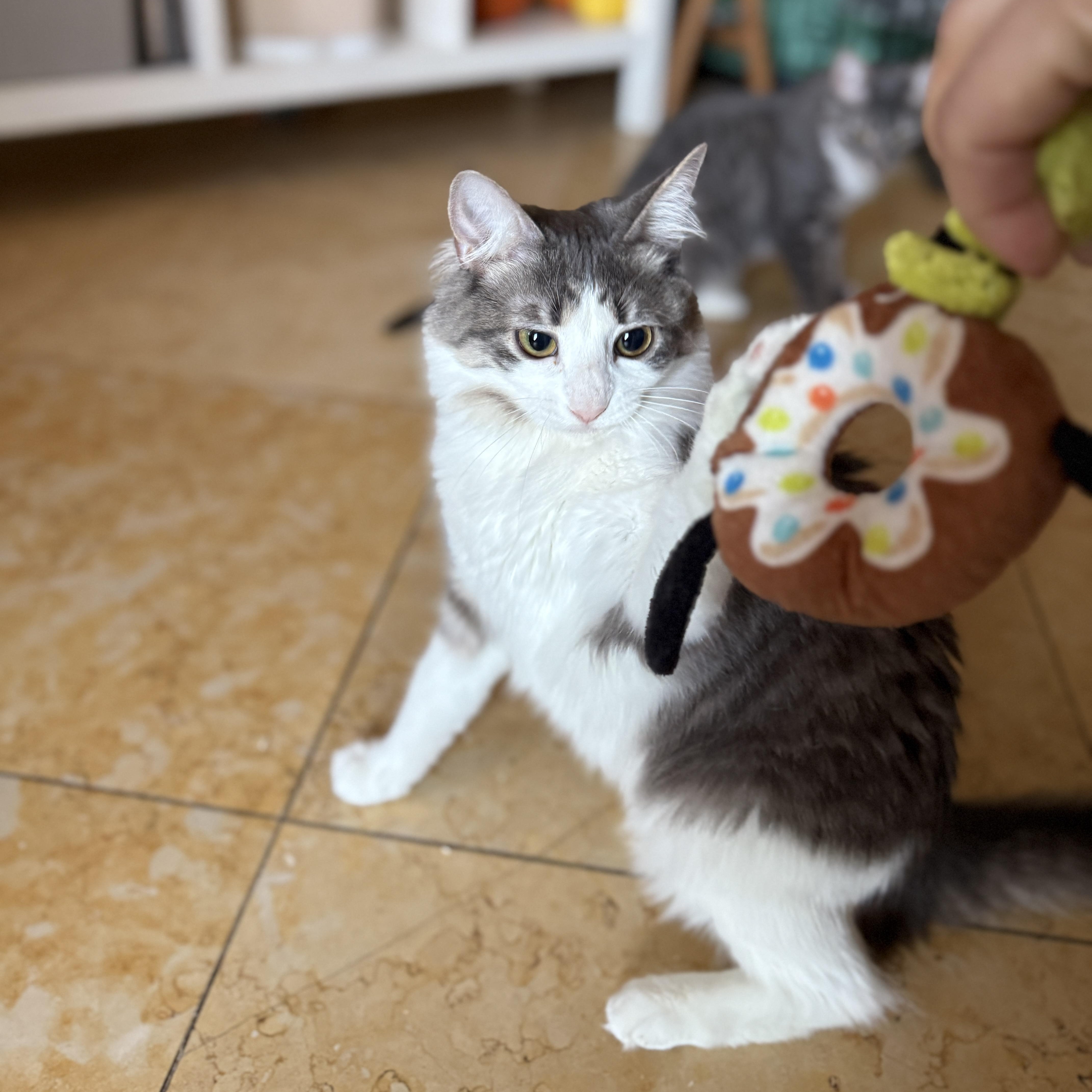 Enlarge Chiffon, a Adoptable Domestic Long Hair in Brooklyn, NY image 4/6