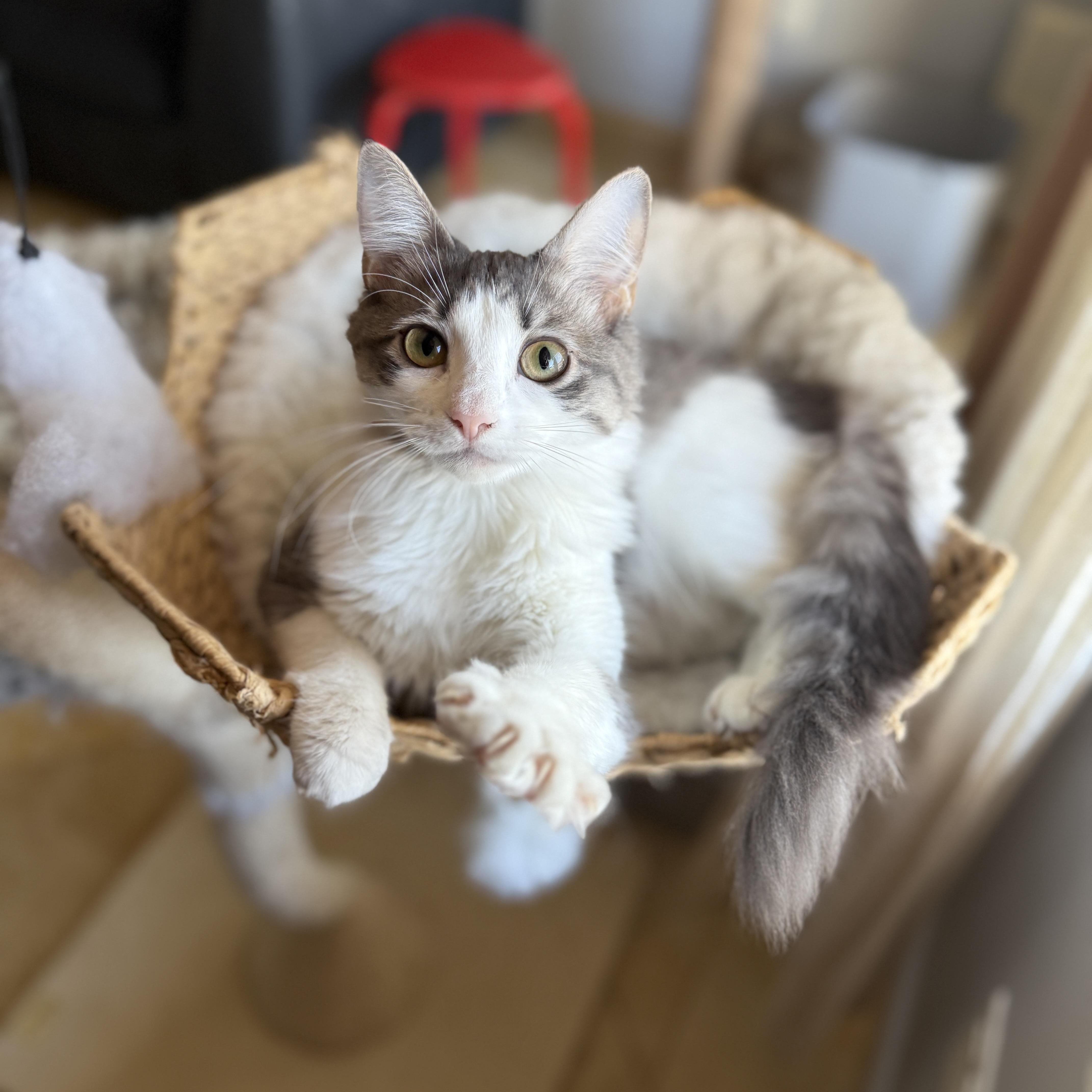 Enlarge Chiffon, a Adoptable Domestic Long Hair in Brooklyn, NY image 1/6