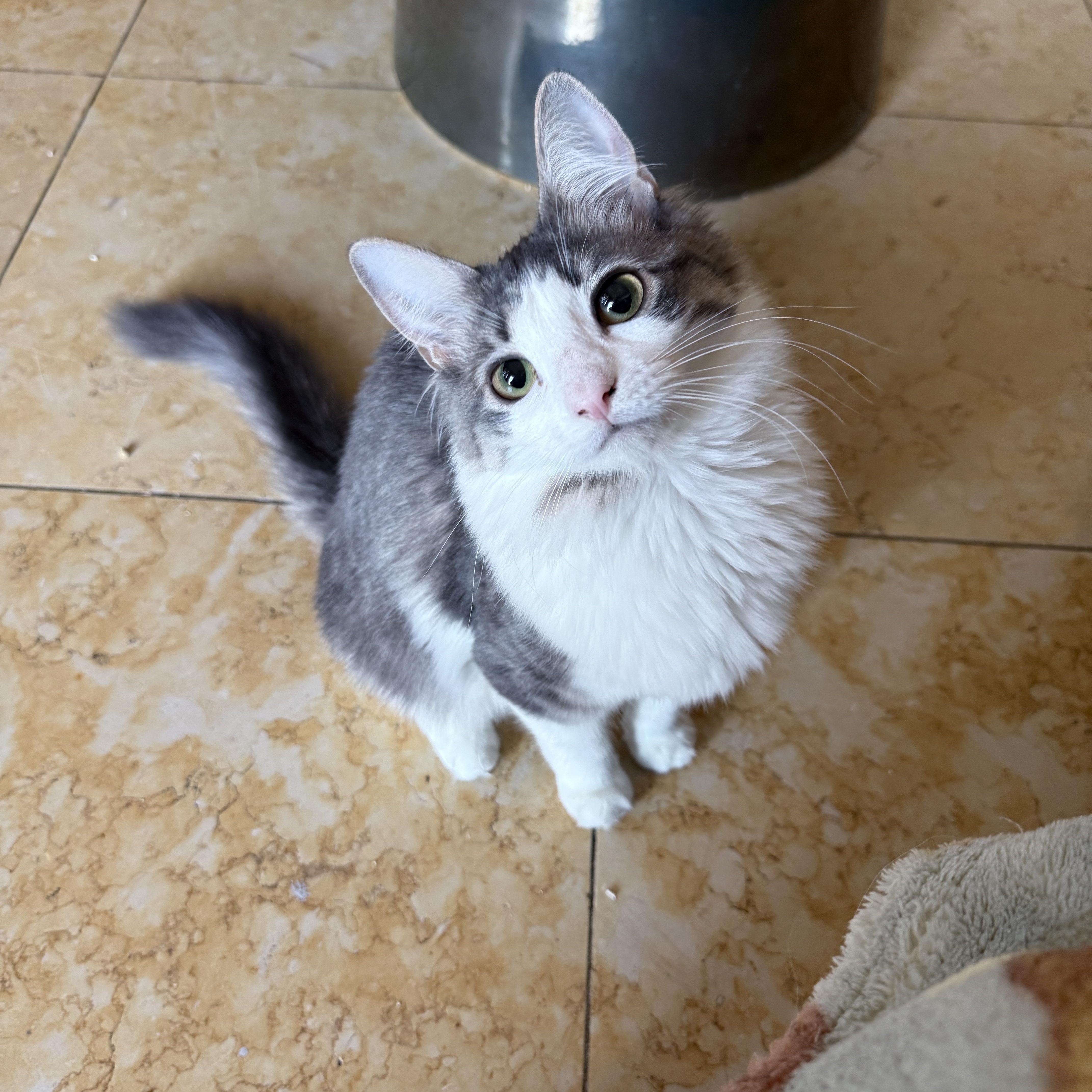 Enlarge Chiffon, a Adoptable Domestic Long Hair in Brooklyn, NY image 2/6
