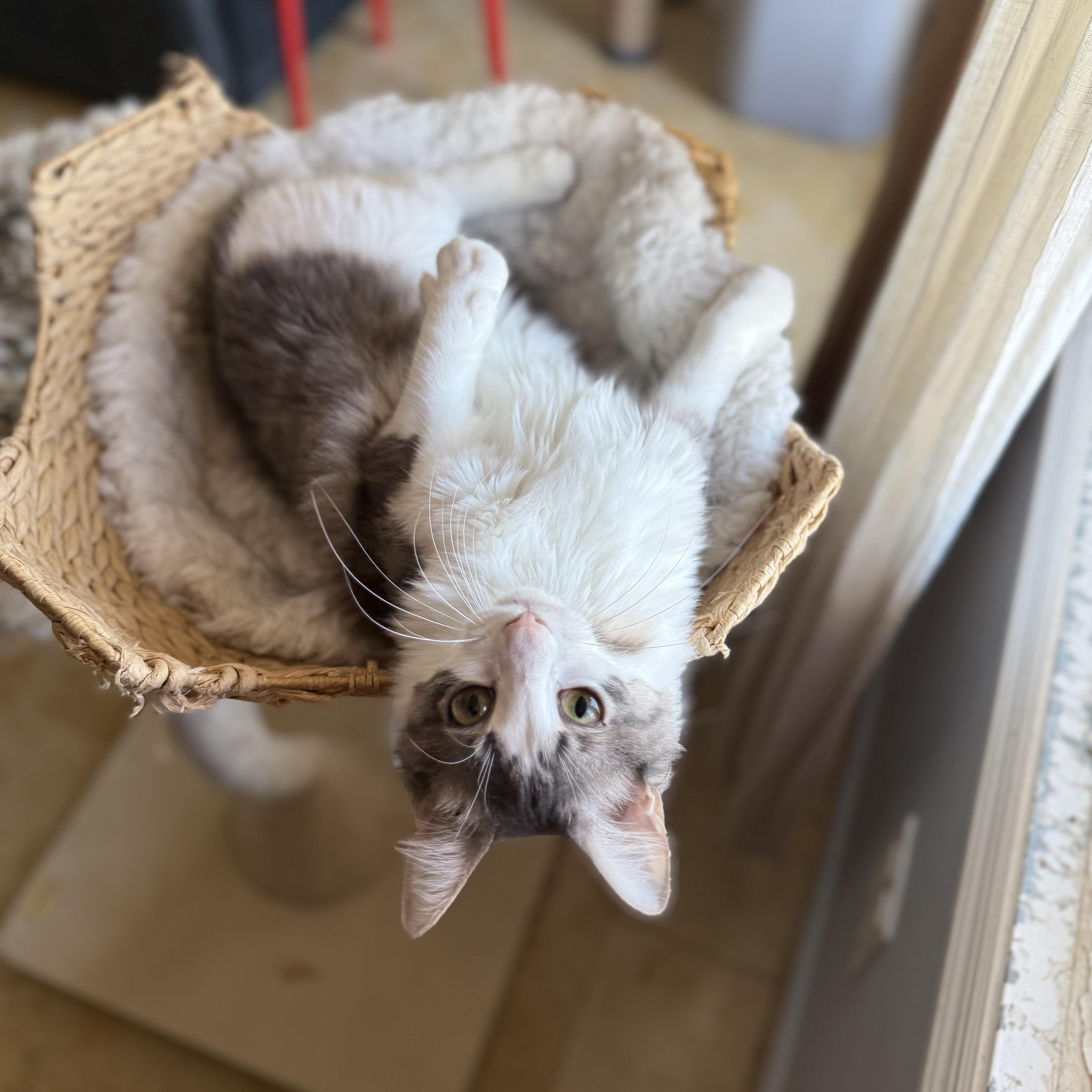 Enlarge Chiffon, a Adoptable Domestic Long Hair in Brooklyn, NY image 3/6