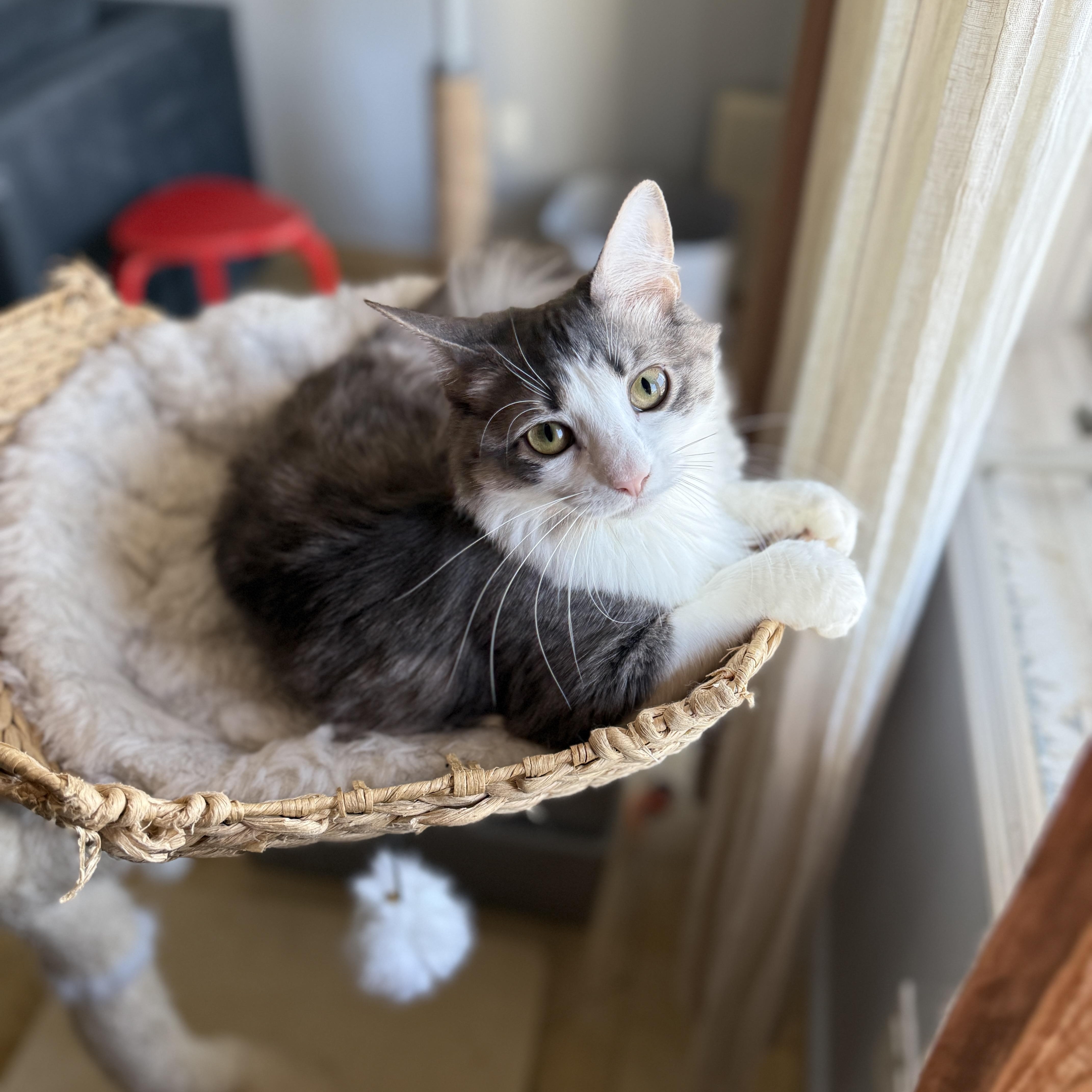 Enlarge Chiffon, a Adoptable Domestic Long Hair in Brooklyn, NY image 5/6